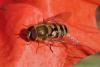 Syrphus sp.
